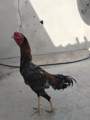 للبيع طير تايلندي عمره 9شهور