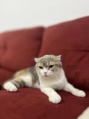 قطه مع 2 من اطفالها
