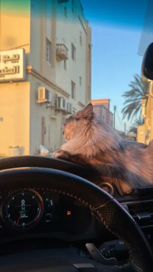 قطه شيرازيه للبيع