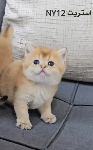 سكوتش فولد وستريت مستوى ممتاز بيور