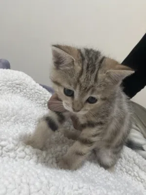 قطط لتبني Cats for adoption