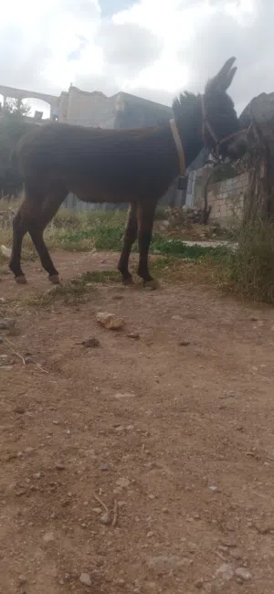 حمار فحل للبيع نخب اول العمر سنه و نص