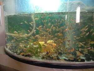 Fish1