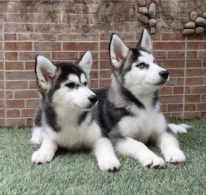 جراوي هاسكي