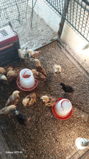 صوصان رود ايلند انجليزي