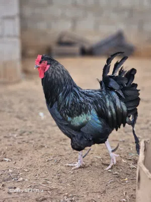 ديكان عربيات ربي يبارك. إقرأ الوصف