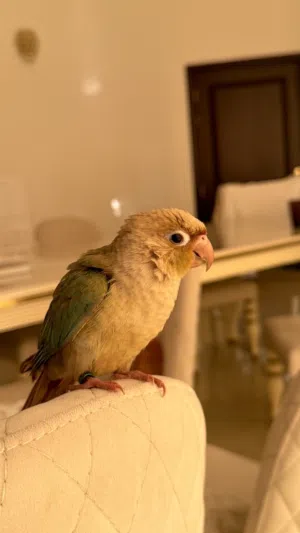 Green cheek conure the type of bird is cinnamon mixed with turquoise 6 months old only.