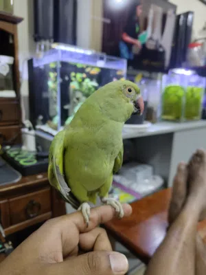 Green parrot