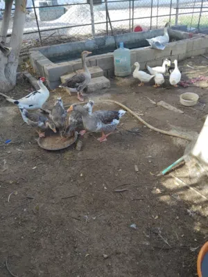 اوزه للبيع للجادين فقط