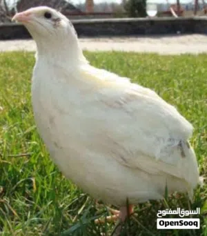 مطلوب سمان تكساس