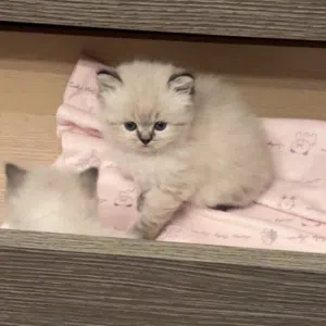 قطط ذكور هيمالايا ميكس