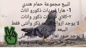 حمام هندي للبيع هارا و كلاي فرديات ذكور واناث