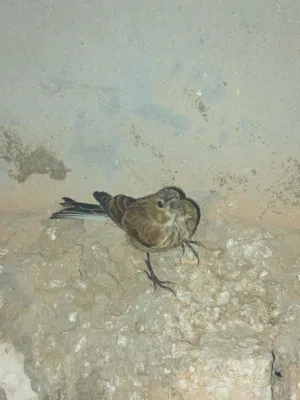 متاح دكر تجاويد مشاءالله