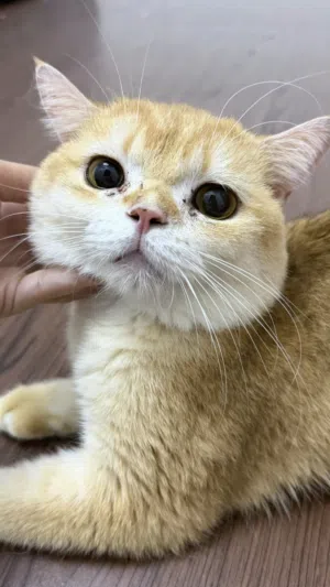 ذكر سكوتش جولدny12 للبيع