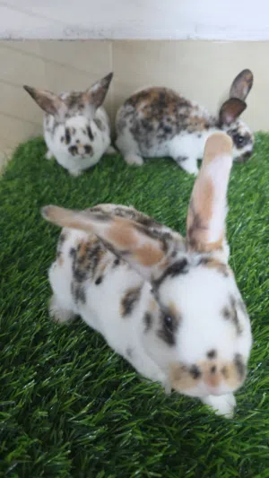 ارانب عمر شهر ونص