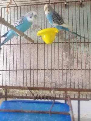 جواز حب شغالات