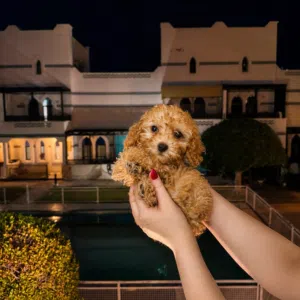 Puppy/Poodle puppy/Poodle/Dog/جروبودل