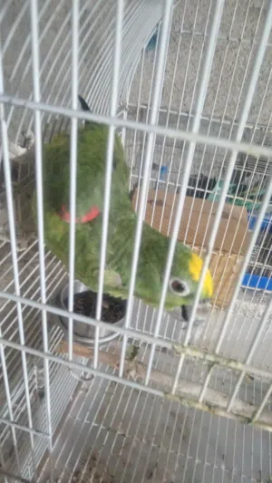 ببغاء امازون للبيع