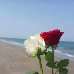ياسين 