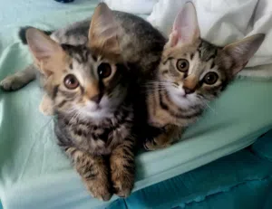 Beautiful Kittens – Vaccinated & Ready for Their New Homes