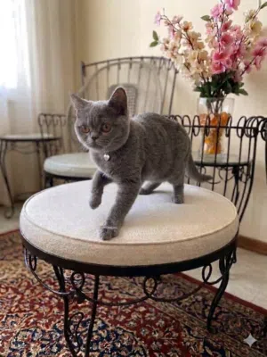 للبيع قطة أنثى British Shorthair