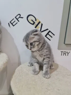 World cup 2026 team Super pure scottish fold short hair  all are male for adobtion in dubai with fee