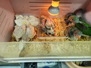 تشكيلة ببغاوات مميزة زق يدوي كساندرا ، درة البينو ،  أناناس كنيور