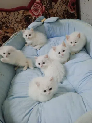 قطة انغورا للبيع مع كامل مستلزماتها
