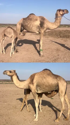 بوش عزف درعيات أصايل للبيع