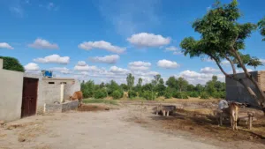 Saeed Khan 