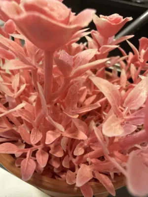 Furnished Monthly in Ramallah and Al-Bireh Downtown