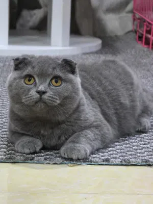 Scottish fold