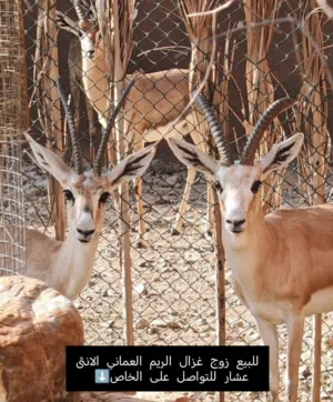 للبيع غزال الريم العماني متوفر زوج سن الانتاج الانثى عشار ومتوفره انثى ثانيه كذالك الاسعار تحت