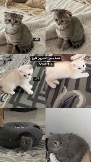 قطط سكوتش ستريت بحاله سليمه للبيع