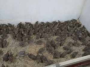 Other Animals0
