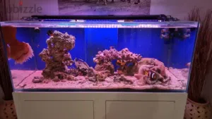 Stunning Large Saltwater Aquarium Setup – Complete & Ready to Run