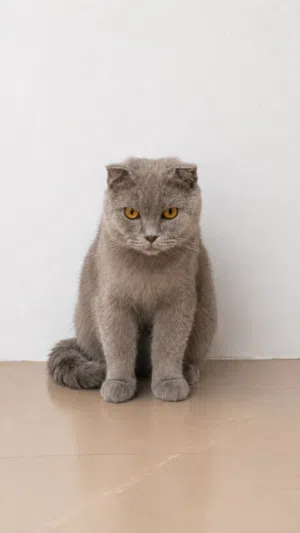 قط شكوتش فولد للبيع