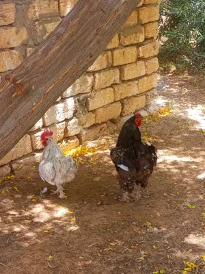 2ديوك ربي يبارك براهما