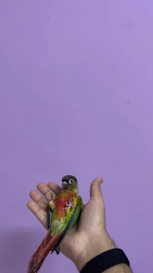 بغبغاء كنيور اليف بمعنى الكلمه