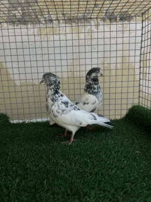 للبيع حمام باكستاني