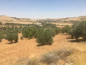 Mixed Use Land for Sale in Mafraq Other