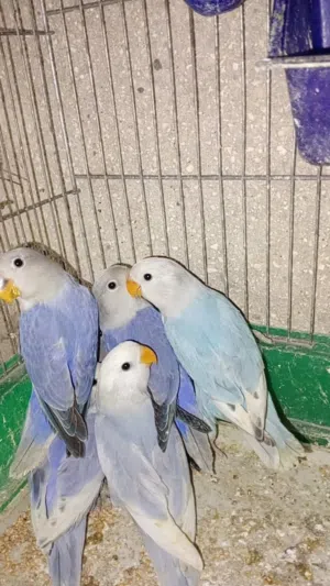 طيور روز للبيع