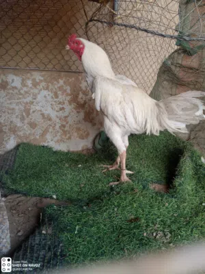 ديك باكستاني