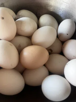 بيض دجاج فرنسي عماني و فرنسي مخصب