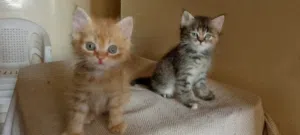 cute baby cat's kittens