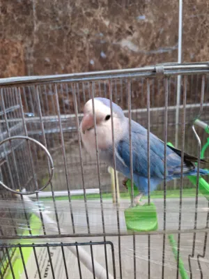 مطلوب انثى روز تحتها فراخ