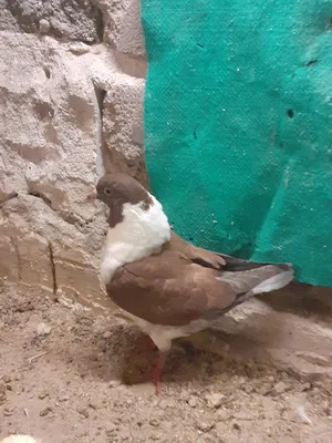 ‏حمام‏2