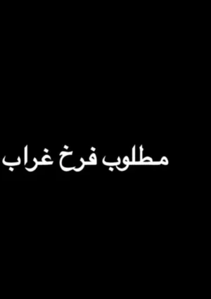 مطلوب فرخ غراب عس