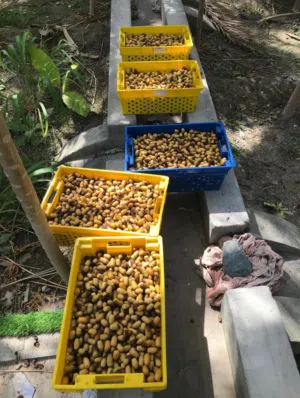 بيع رطب النغال نوعية ممتازه