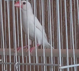للبيع جاوا و سنغالي